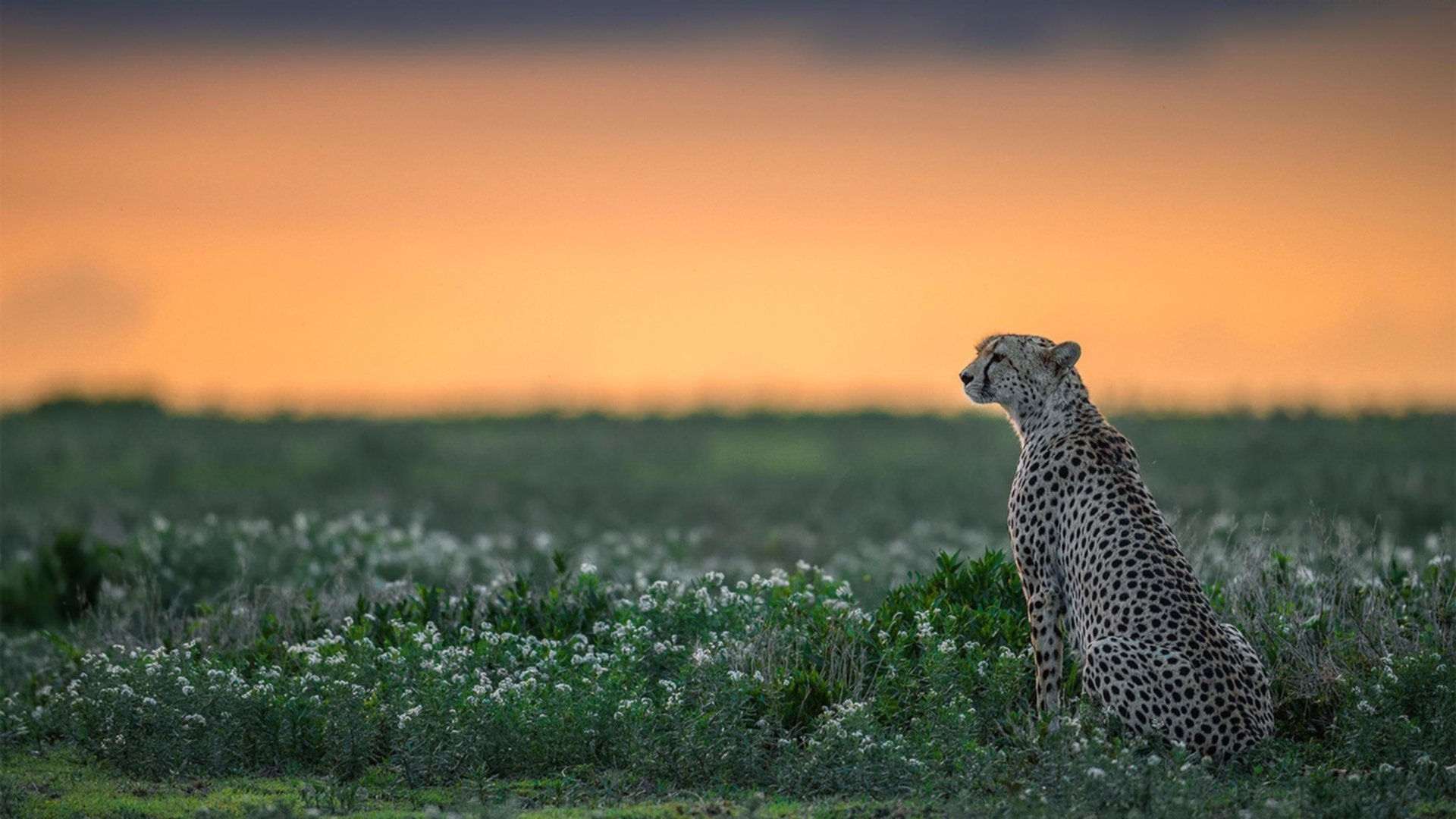 爱德华兹一锤定音，快船提前终结悬念，步行者黯然退场